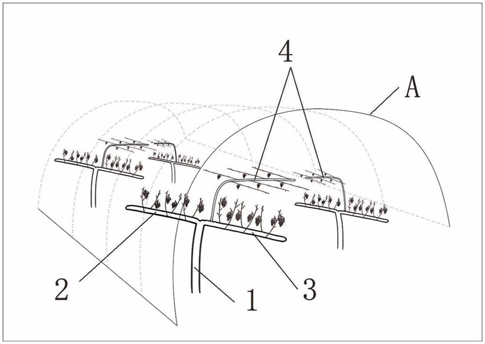 A vine shape suitable for a simple single-story shed and its construction method