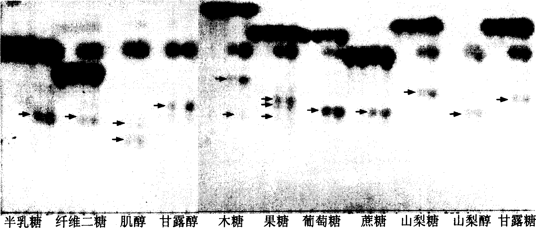 High efficiency transglyco beta galactoside gene