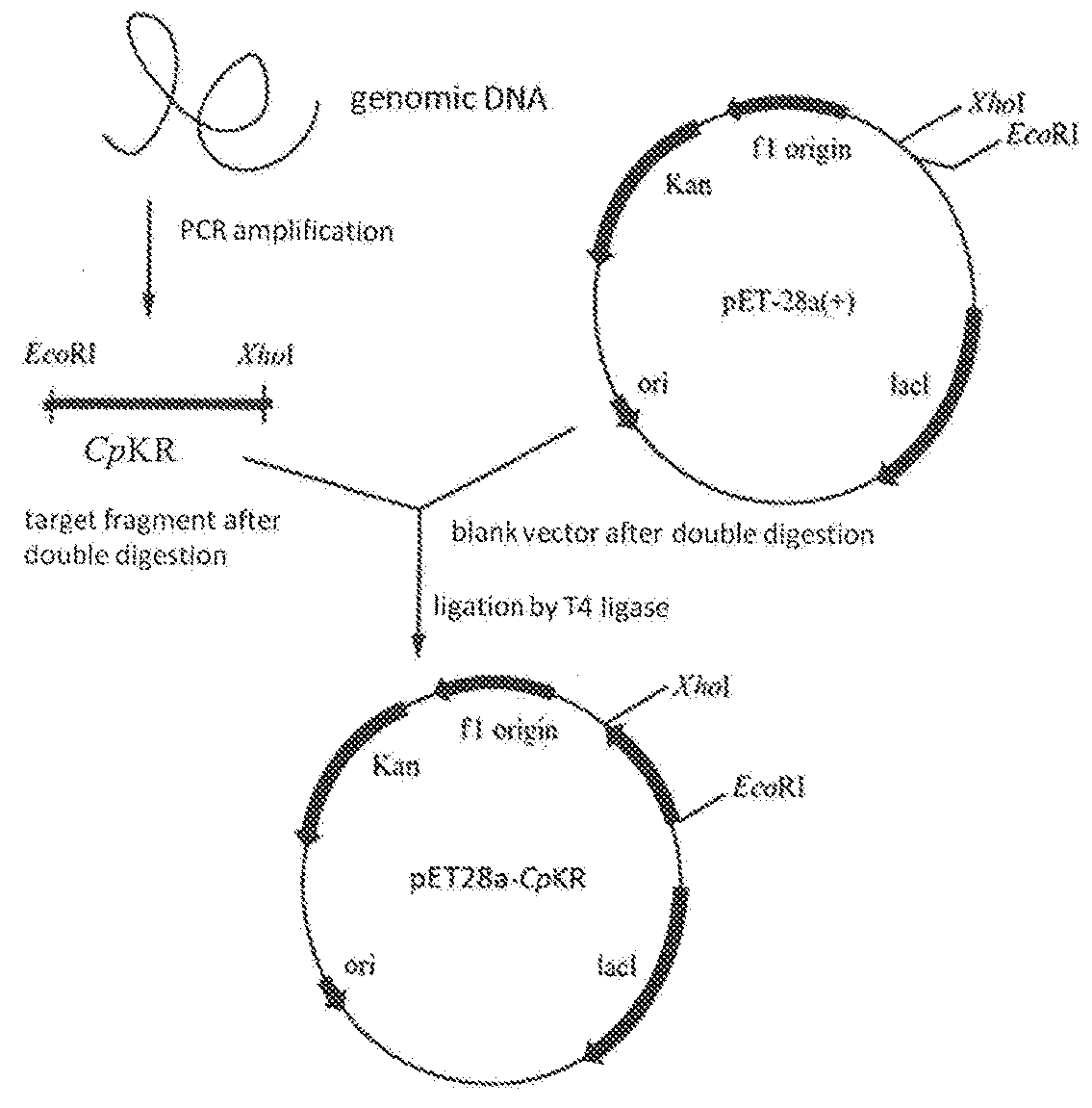 Candida carbonyl reductase and method for preparing (r)-lipoic acid precursor