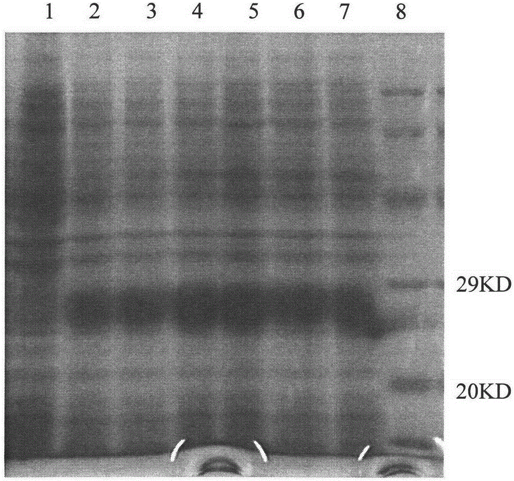 A kind of plectasin and its gene and preparation method