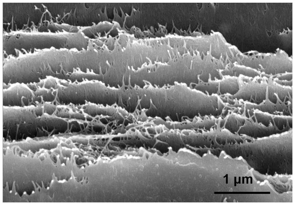 Aramid loose nanofiltration membrane as well as preparation method and application thereof