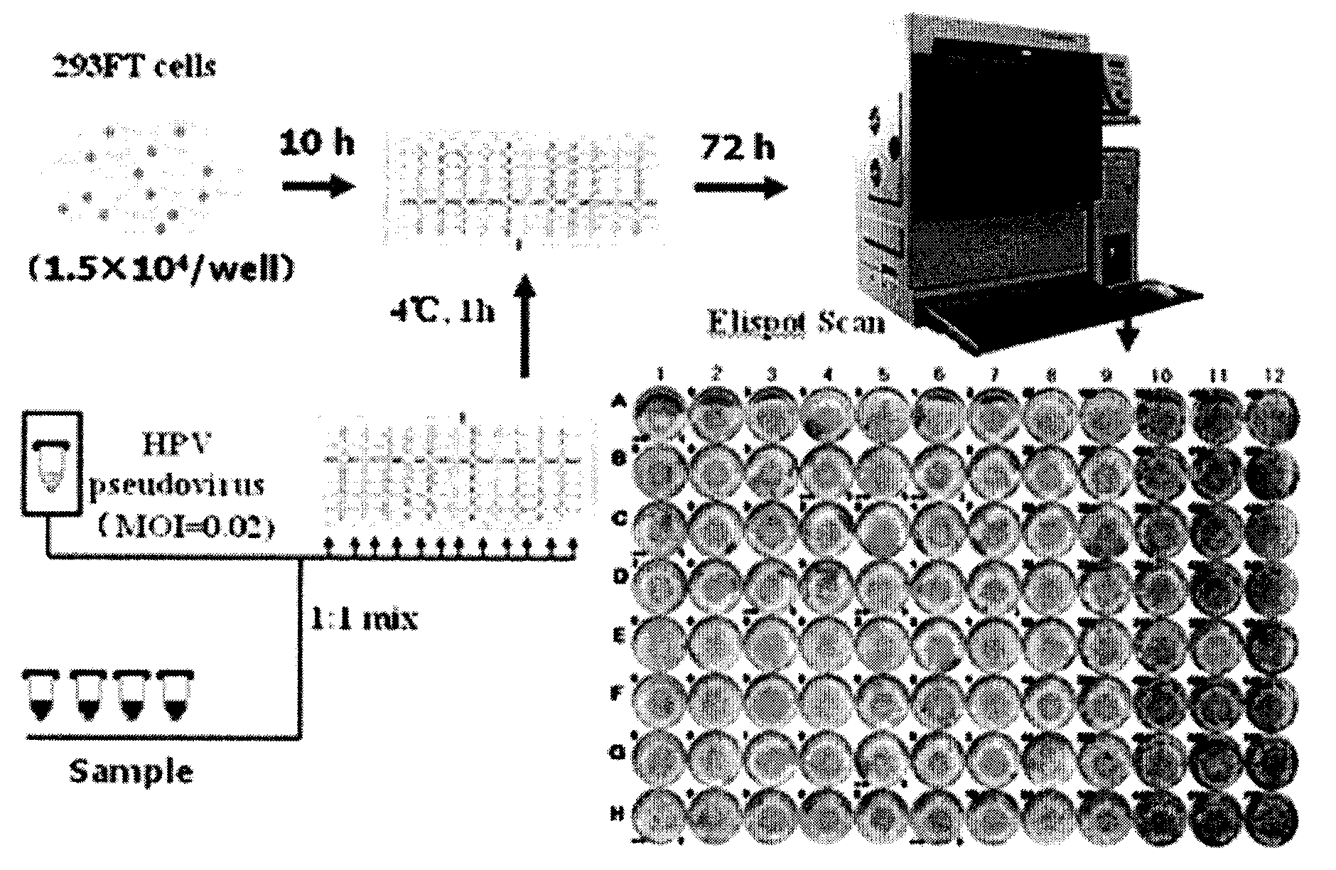 Method for detecting human papilloma virus neutralizing antibody