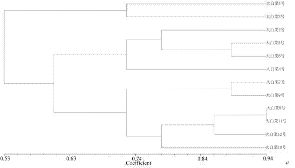 Method for identifying varieties of Chinese cabbage by using composite expressed sequence tag-simple sequence repeat (EST-SSR) marker