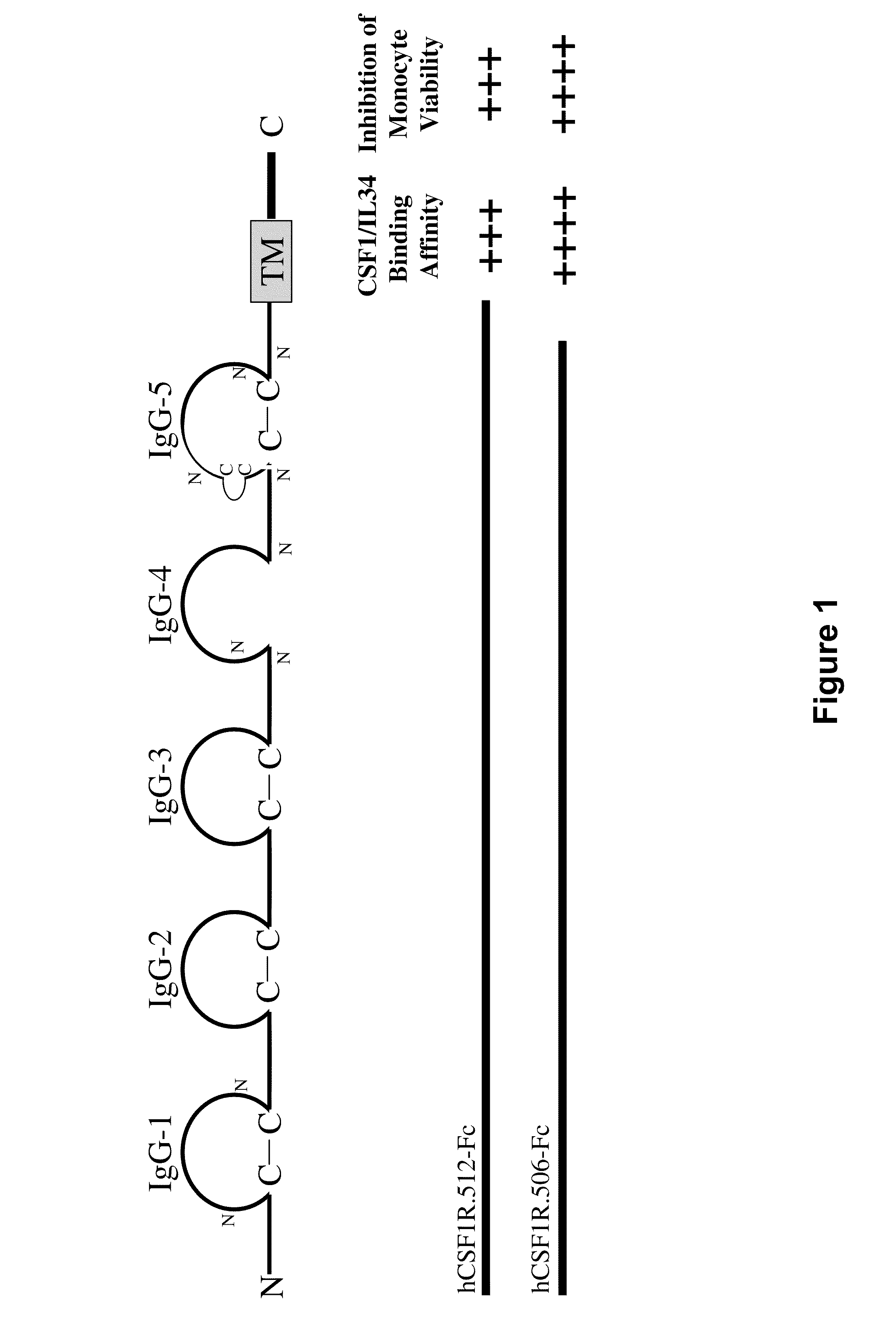 Treatment of osteolytic disorders and cancer using csf1r extracellular domain fusion molecules