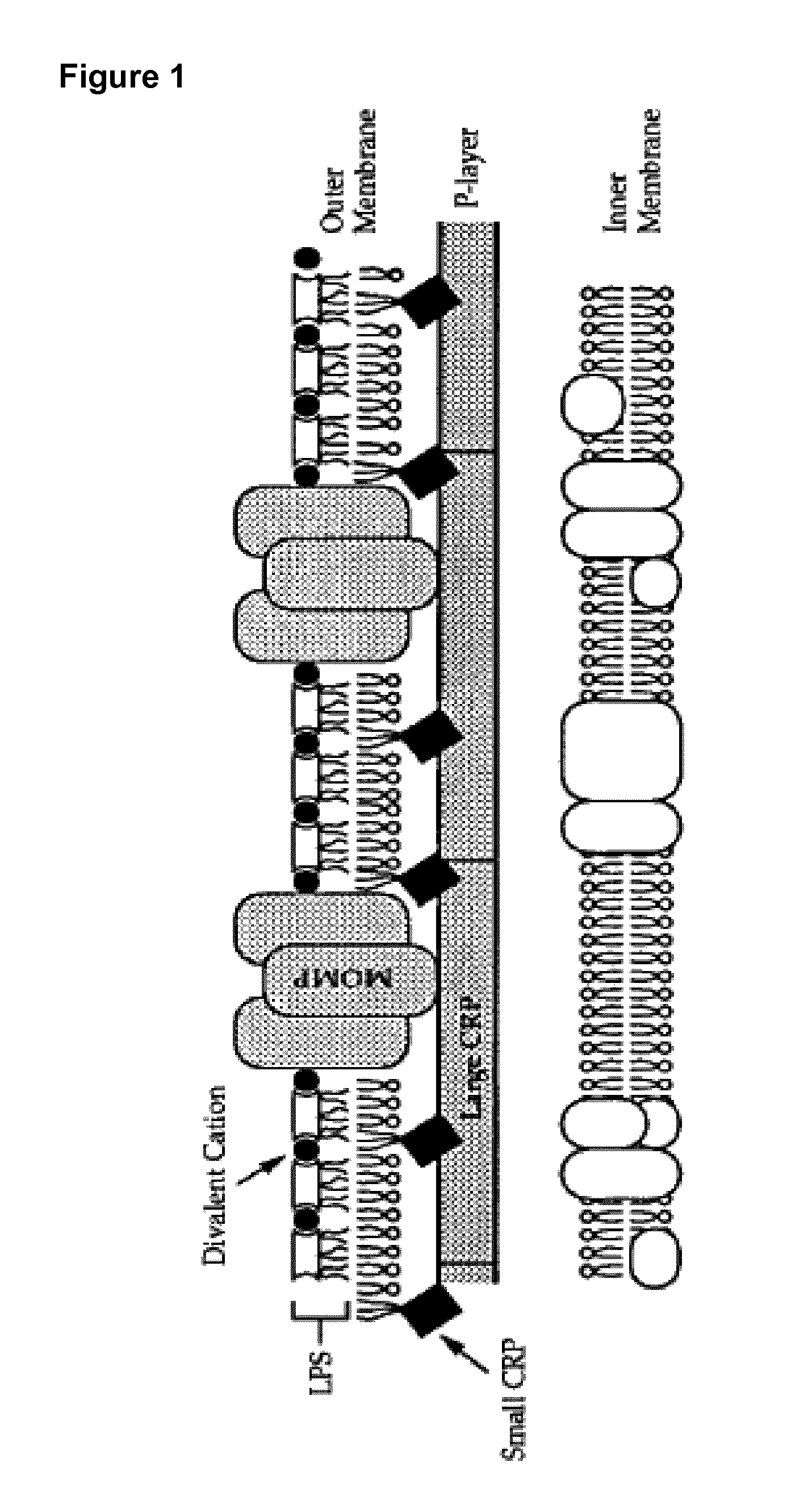 Vaccines for <i>Chlamydia</i>