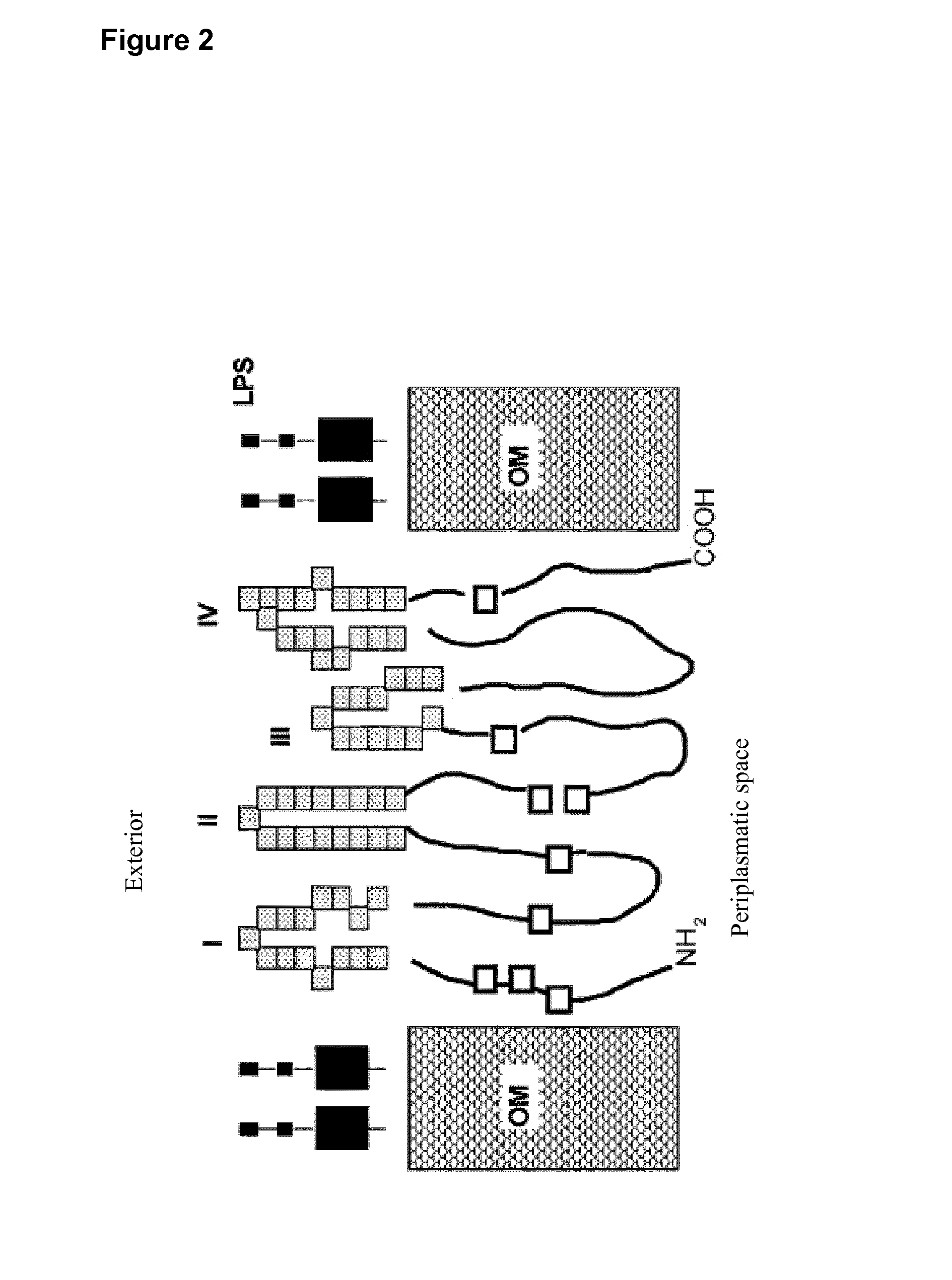 Vaccines for <i>Chlamydia</i>