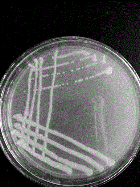 Debaryomyces hansenii bacterial strain and method for preparing 3-hydroxypropionic acid by fermenting debaryomyces hansenii bacterial strain