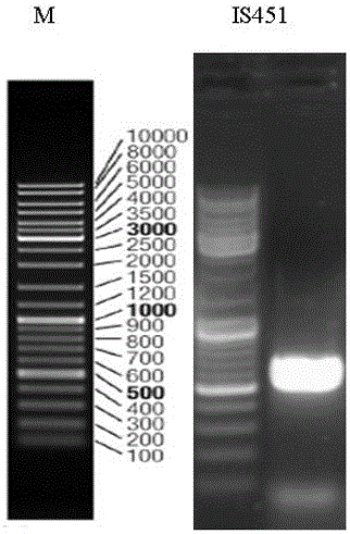 Debaryomyces hansenii bacterial strain and method for preparing 3-hydroxypropionic acid by fermenting debaryomyces hansenii bacterial strain