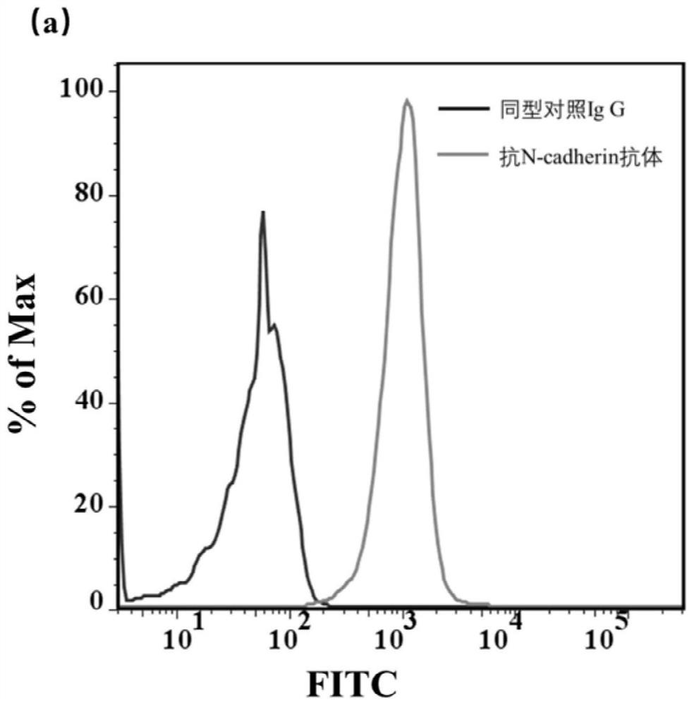 Screening and application of n-cadherin nucleic acid aptamers based on engineered cells