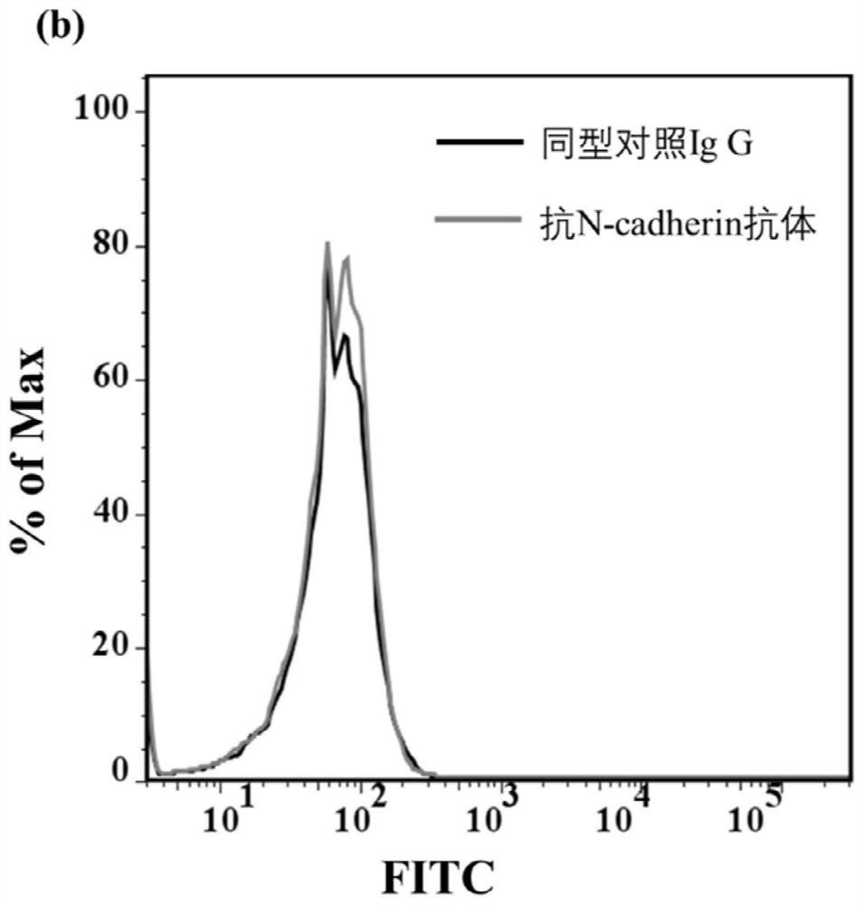 Screening and application of n-cadherin nucleic acid aptamers based on engineered cells