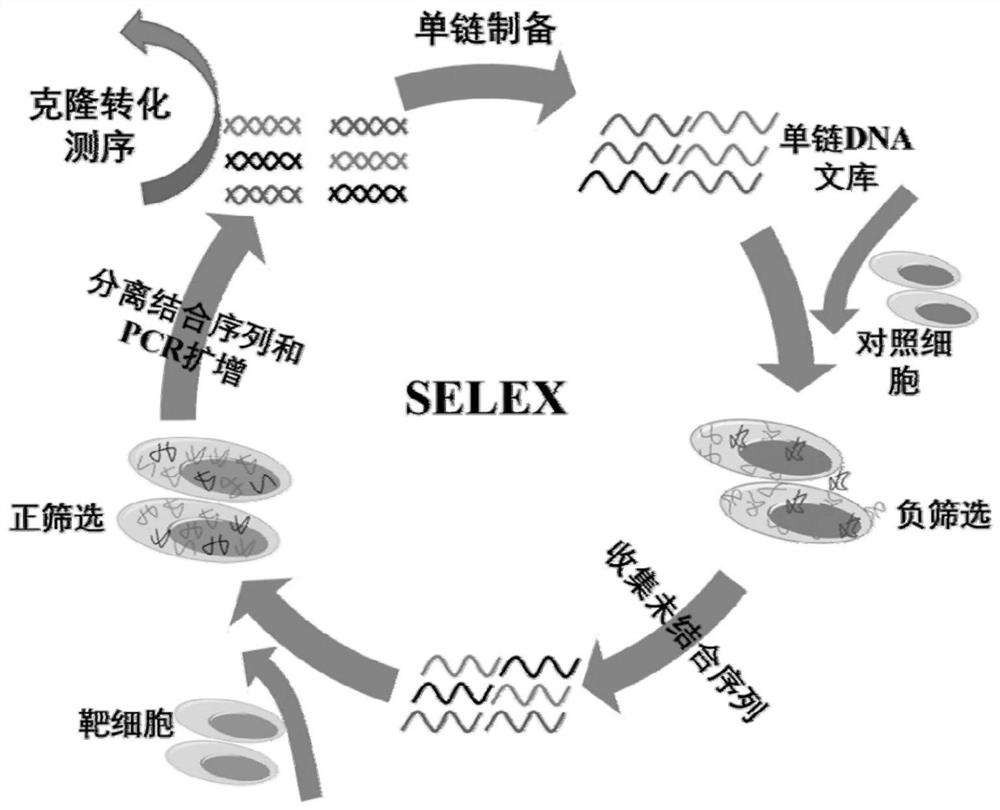 Screening and application of n-cadherin nucleic acid aptamers based on engineered cells