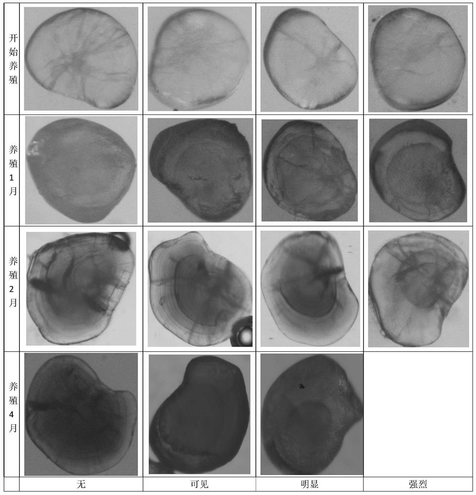 Labeling reagent and labeling method for schizopygopsis younghusbandi