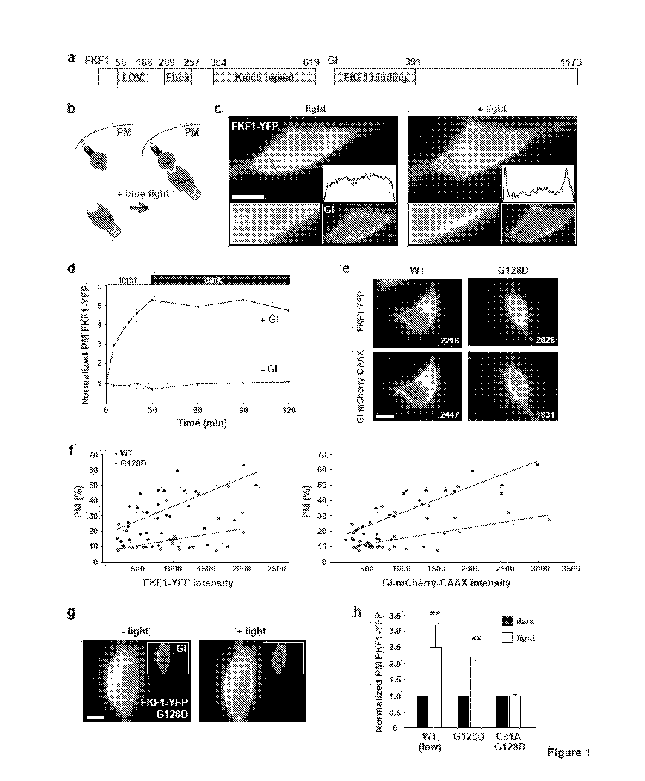 Light Controlled Protein Dimerization in Cells