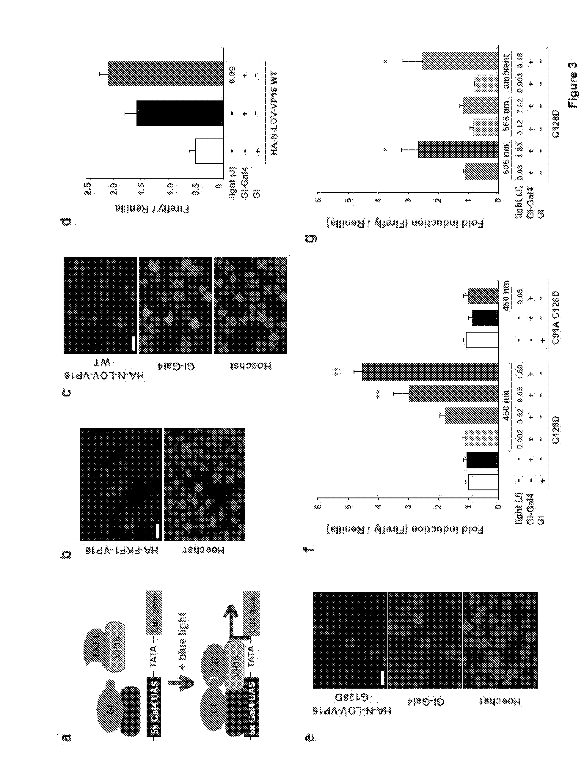 Light Controlled Protein Dimerization in Cells