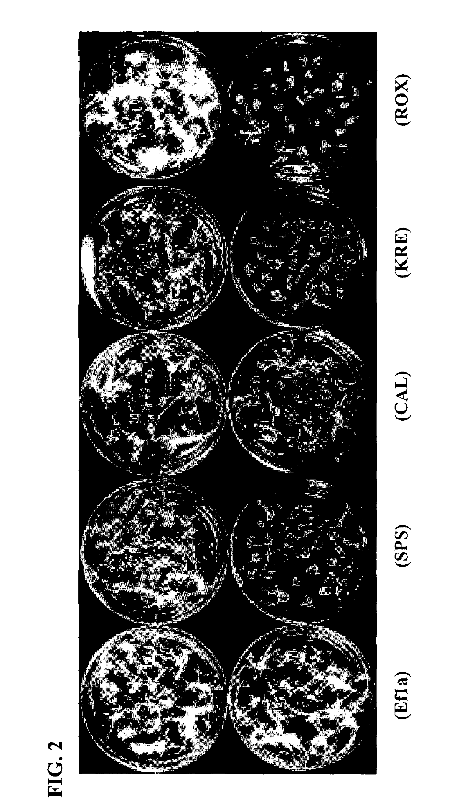 Recombinant expression cassettes with a fungal 3′ termination sequence that function in plants