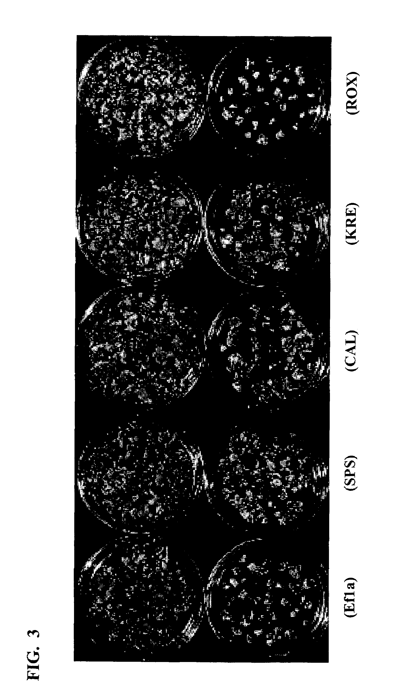 Recombinant expression cassettes with a fungal 3′ termination sequence that function in plants