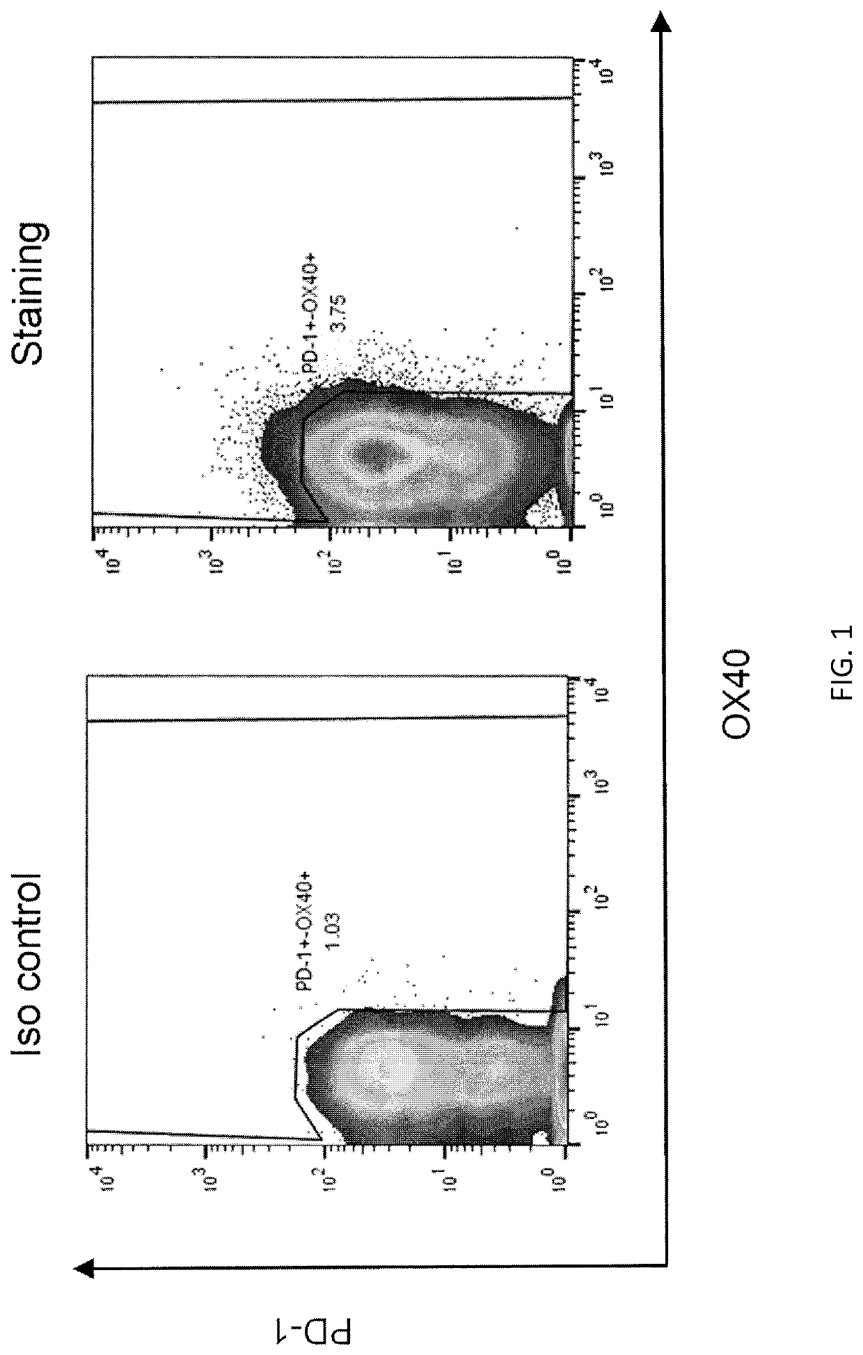 HLA class II-restricted T cell receptors against mutated RAS