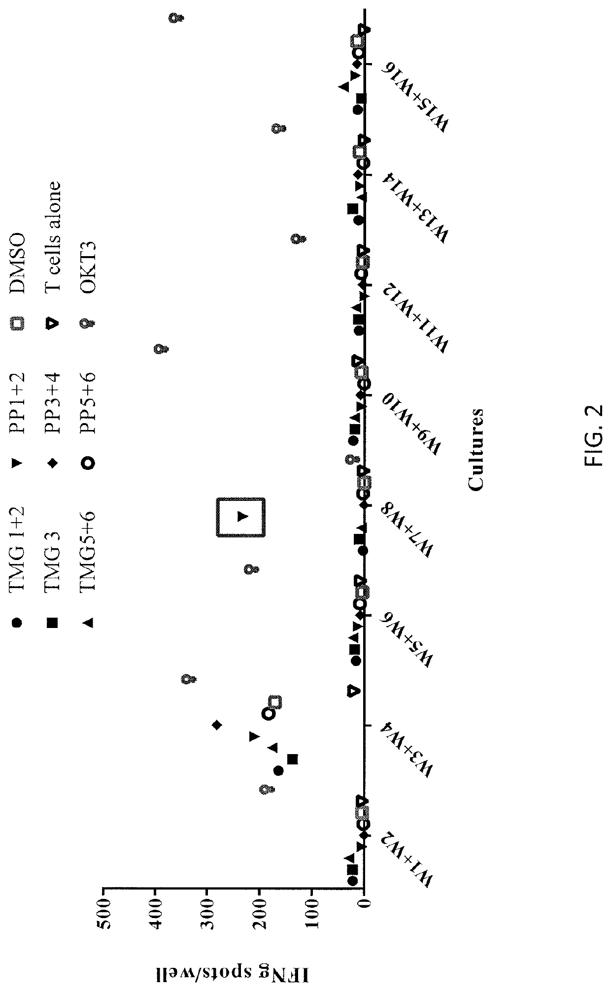 HLA class II-restricted T cell receptors against mutated RAS