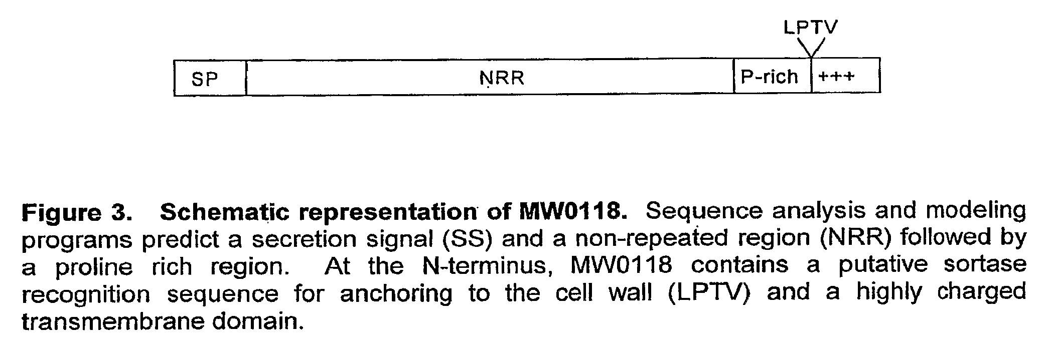 Antibodies recognizing a highly expressed putative antigen of CA-MRSA and methods of use