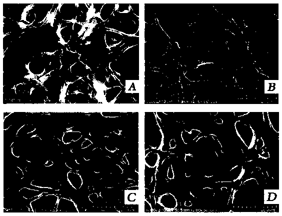 Method for inhibiting Aspergillus fumigatus biofilm from formation