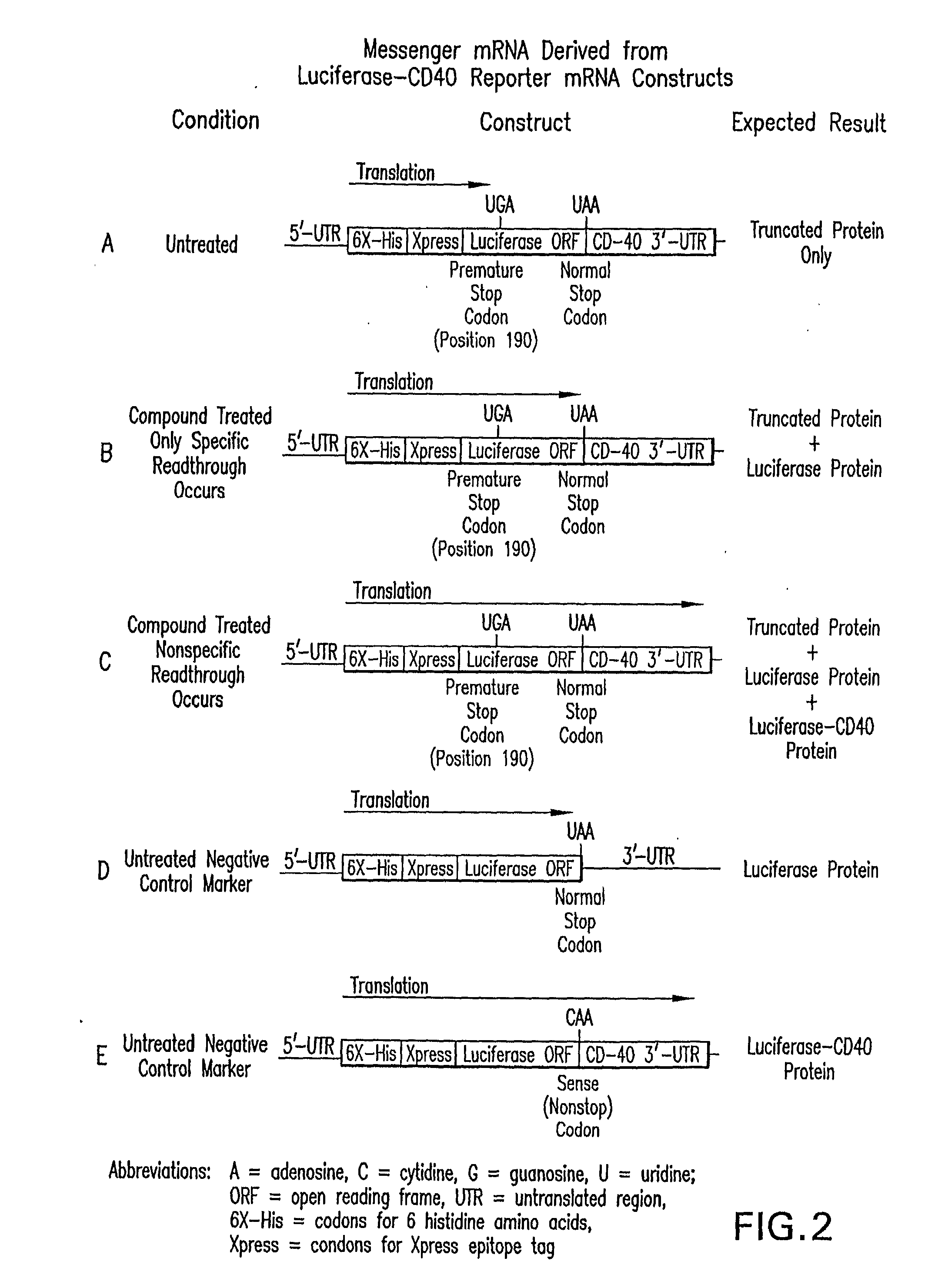 Methods for the production of functional protein from DNA having a nonsense mutation and the treatment of disorders associcated therewith