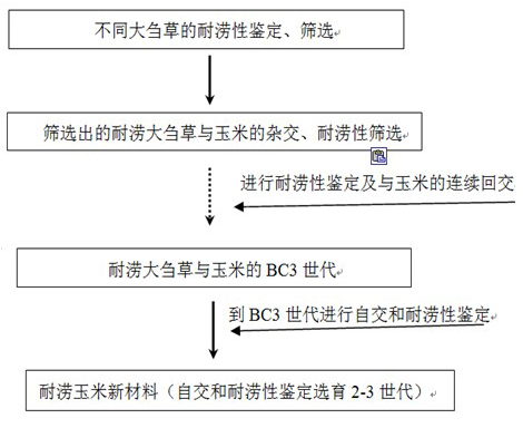 Method for breeding novel waterlogging-tolerant maize variety by using special waterlogging tolerance of teosinte