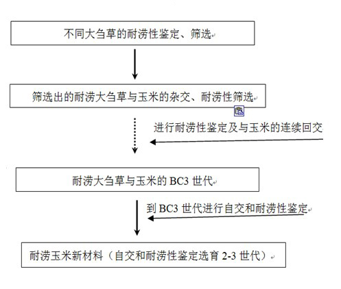 Method for breeding novel waterlogging-tolerant maize variety by using special waterlogging tolerance of teosinte