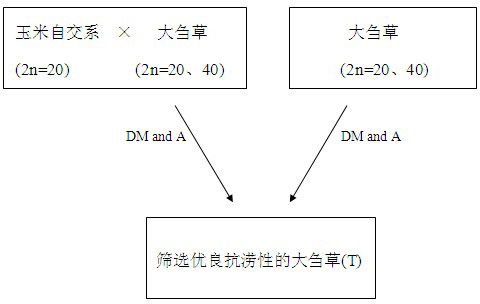 Method for breeding novel waterlogging-tolerant maize variety by using special waterlogging tolerance of teosinte