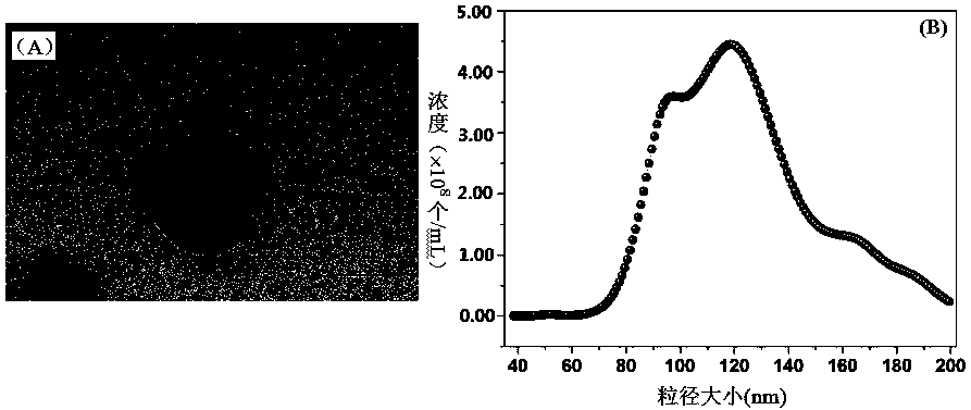 SERS probe and substrate labeled by multiple antibodies as well as preparation method and application of SERS probe and substrate