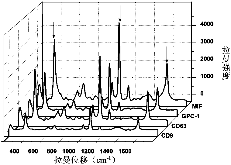 SERS probe and substrate labeled by multiple antibodies as well as preparation method and application of SERS probe and substrate