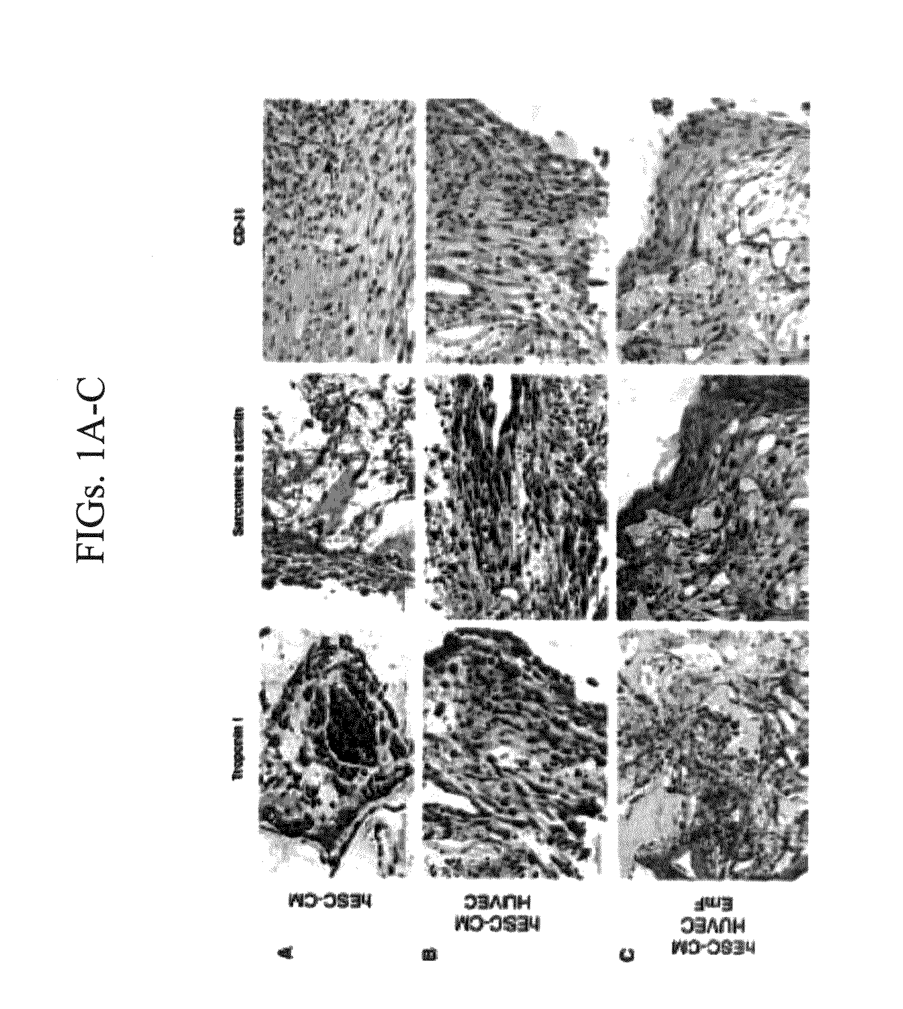 Vascularized cardiac tissue and methods of producing and using same