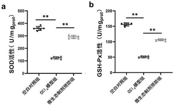 Preparation and application of a probiotics with liver damage protection