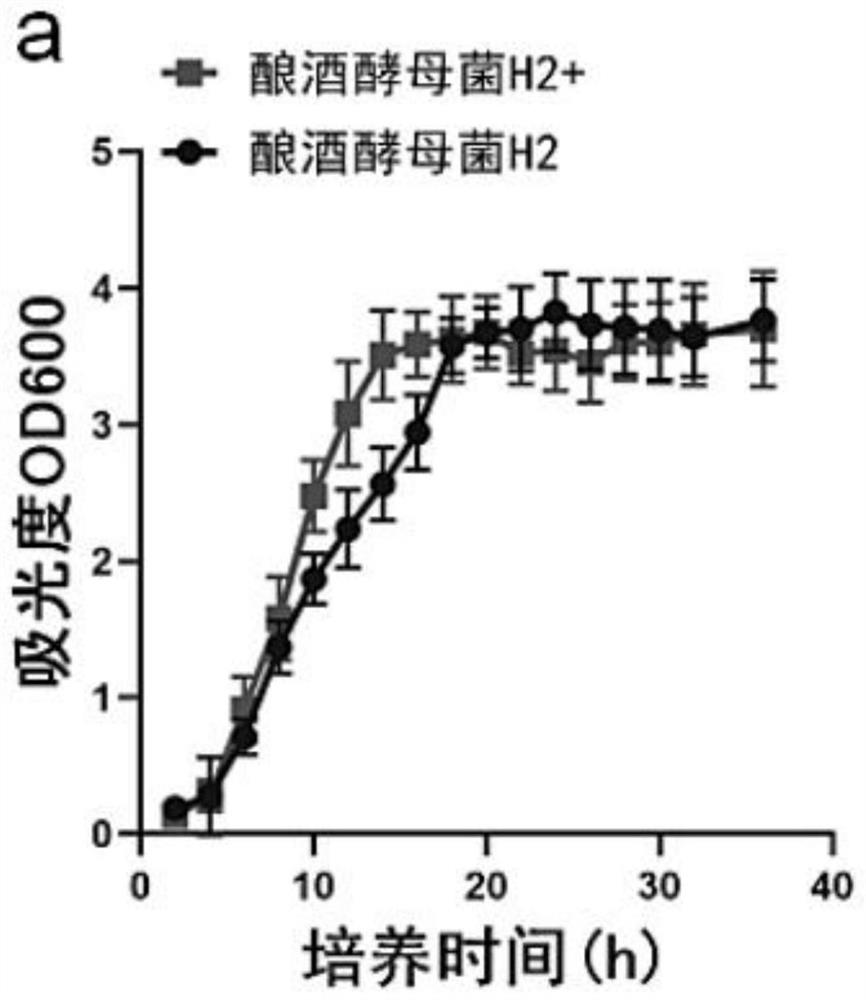 Preparation and application of a probiotics with liver damage protection