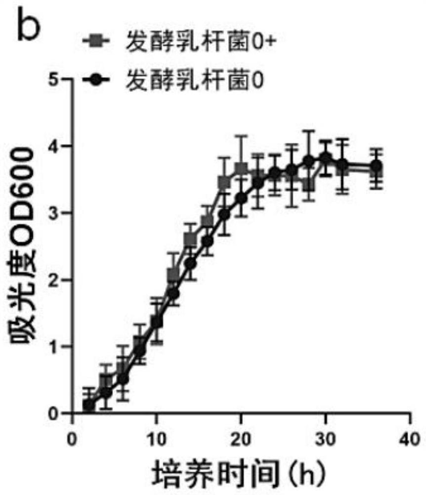 Preparation and application of a probiotics with liver damage protection