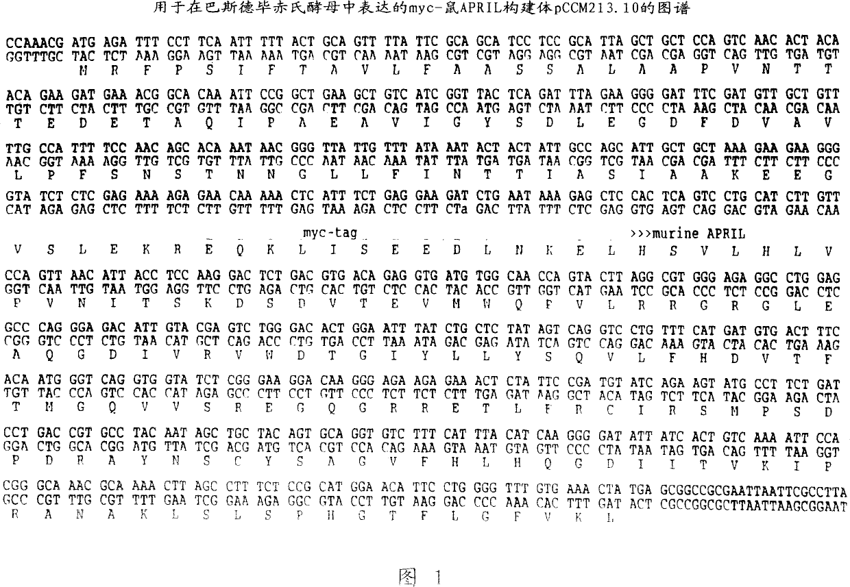 APRIL receptor (BCMA) and uses thereof