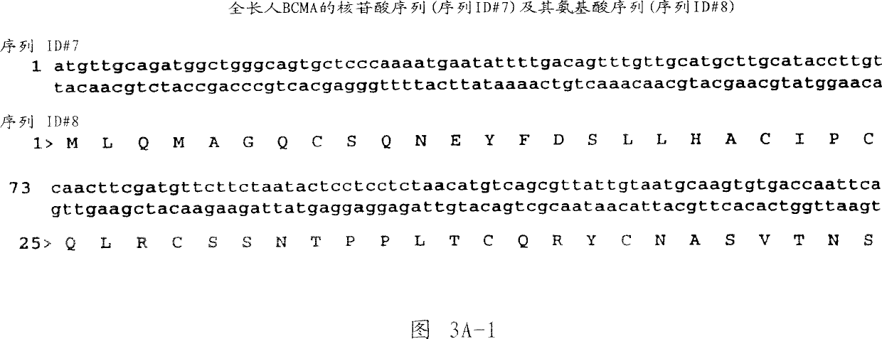 APRIL receptor (BCMA) and uses thereof