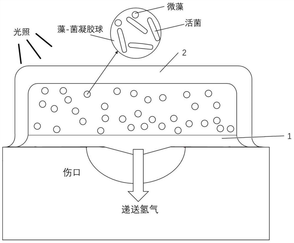 Algae-bacterium gel dressing and preparation method thereof