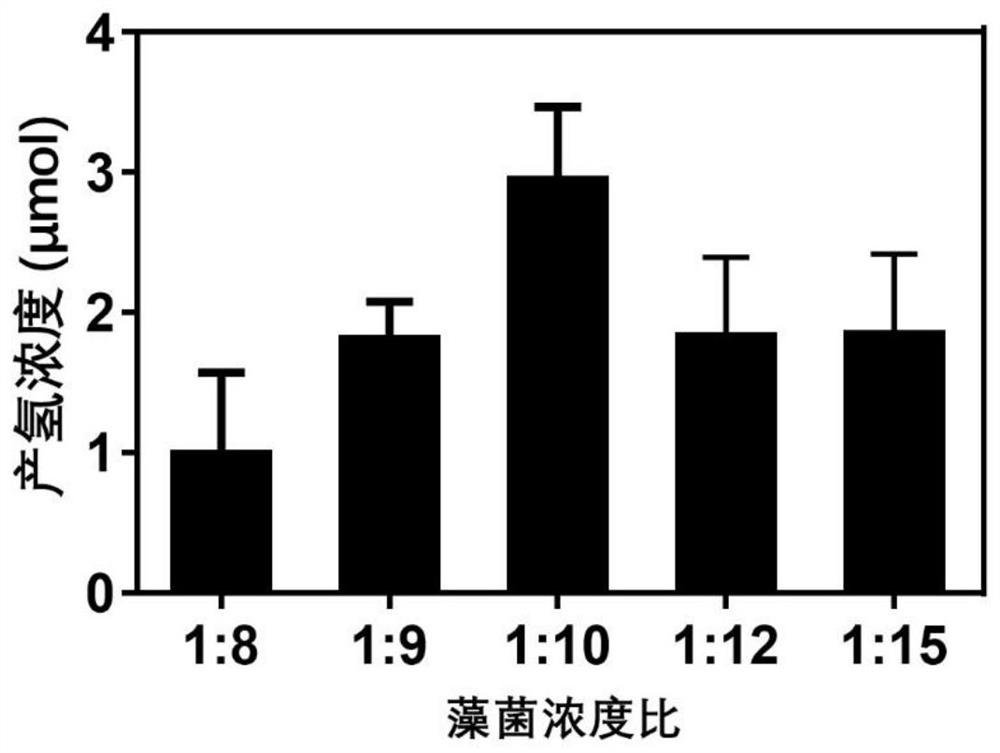 Algae-bacterium gel dressing and preparation method thereof