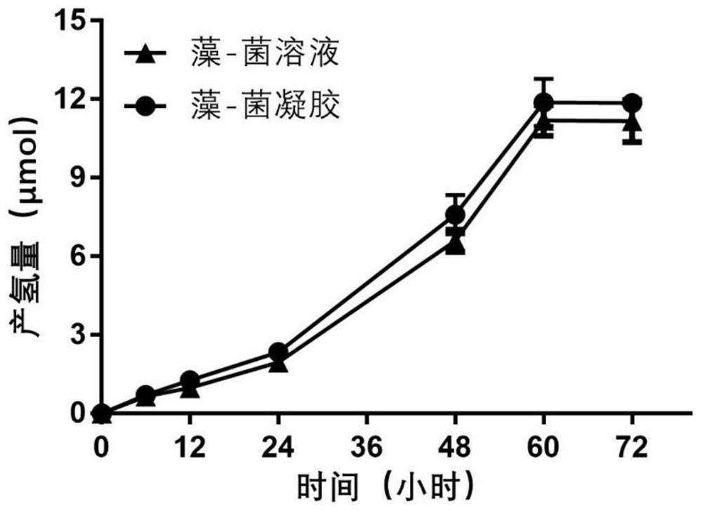 Algae-bacterium gel dressing and preparation method thereof