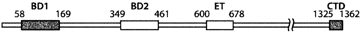 Bivalent bromodomain inhibitors and uses thereof