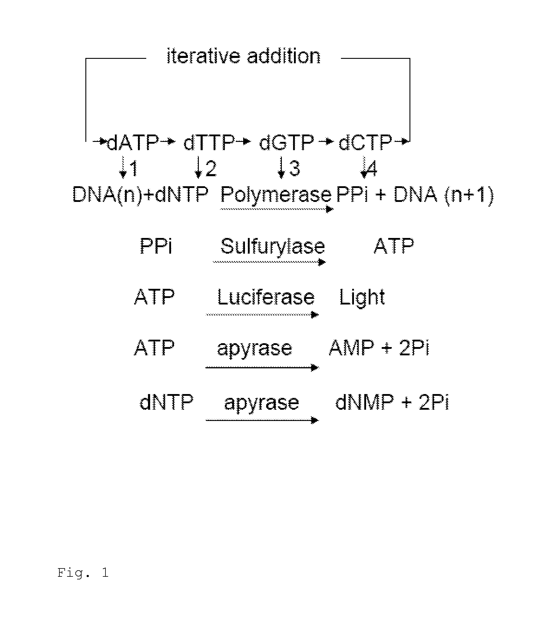 Pyrosequencing methods and related compositions