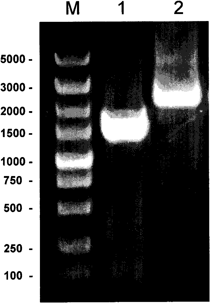 Trypanosoma brucei phenylalanyl-tRNA synthetase preparation method