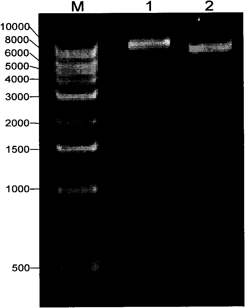 Trypanosoma brucei phenylalanyl-tRNA synthetase preparation method