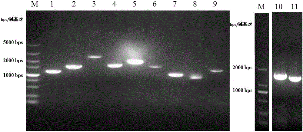 Method for inducing transdifferentiation of fibroblast into similar testicular interstitial cells by combination of transcription factors