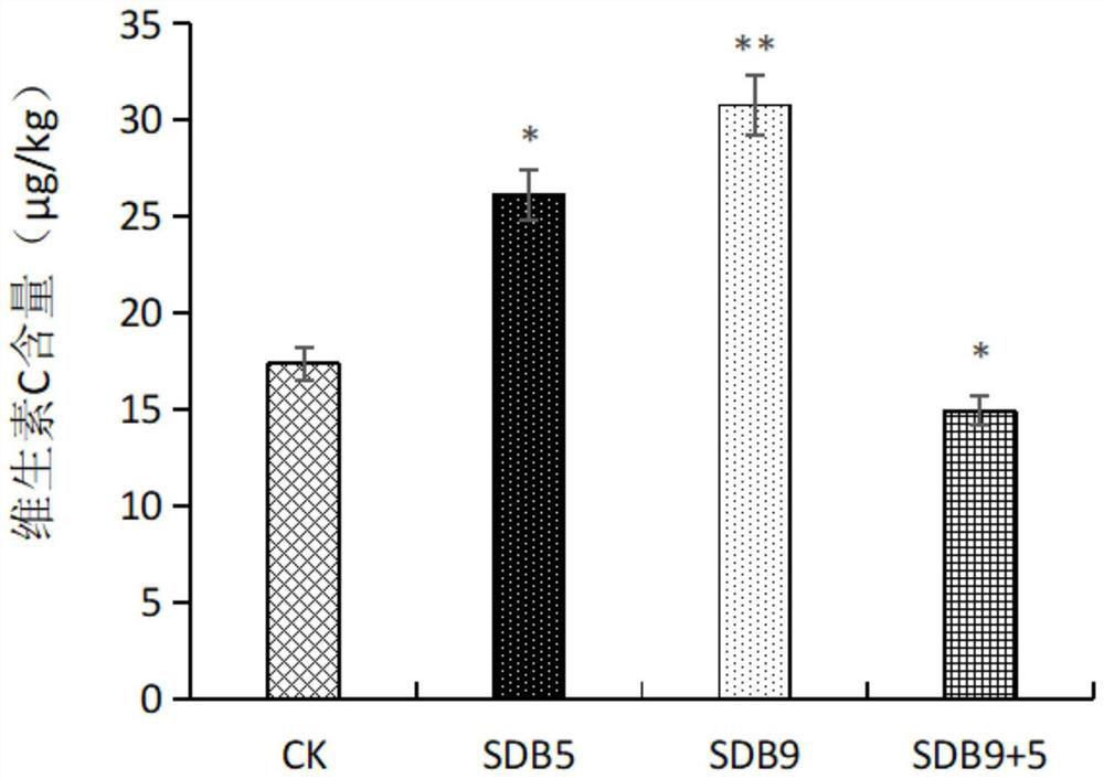 Application of rose kocuria SDB9 and brevibacterium brevicola SDB5 in regulation and control of potatoes