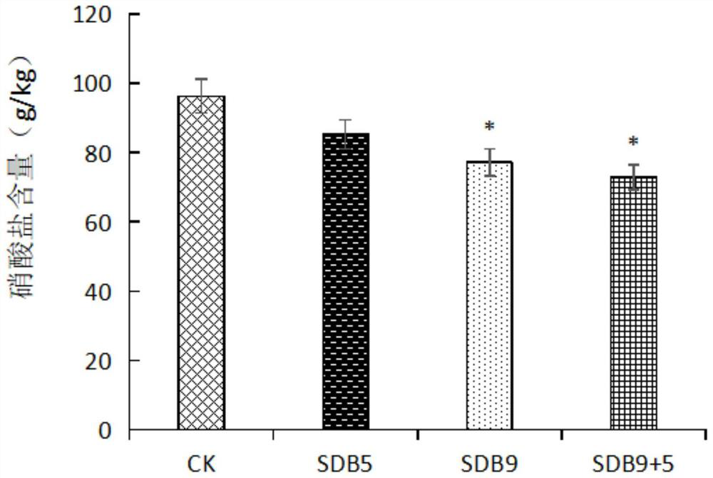 Application of rose kocuria SDB9 and brevibacterium brevicola SDB5 in regulation and control of potatoes