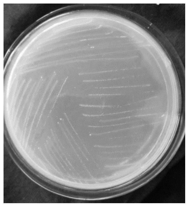 A natural ammonium-resistant nitrogen-fixing microorganism lq3 and its application