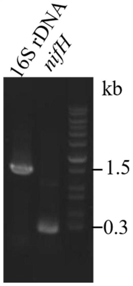 A natural ammonium-resistant nitrogen-fixing microorganism lq3 and its application