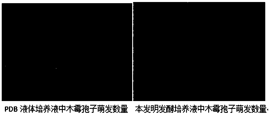 Mother culture medium for facilitating growth of edible fungus mycelia