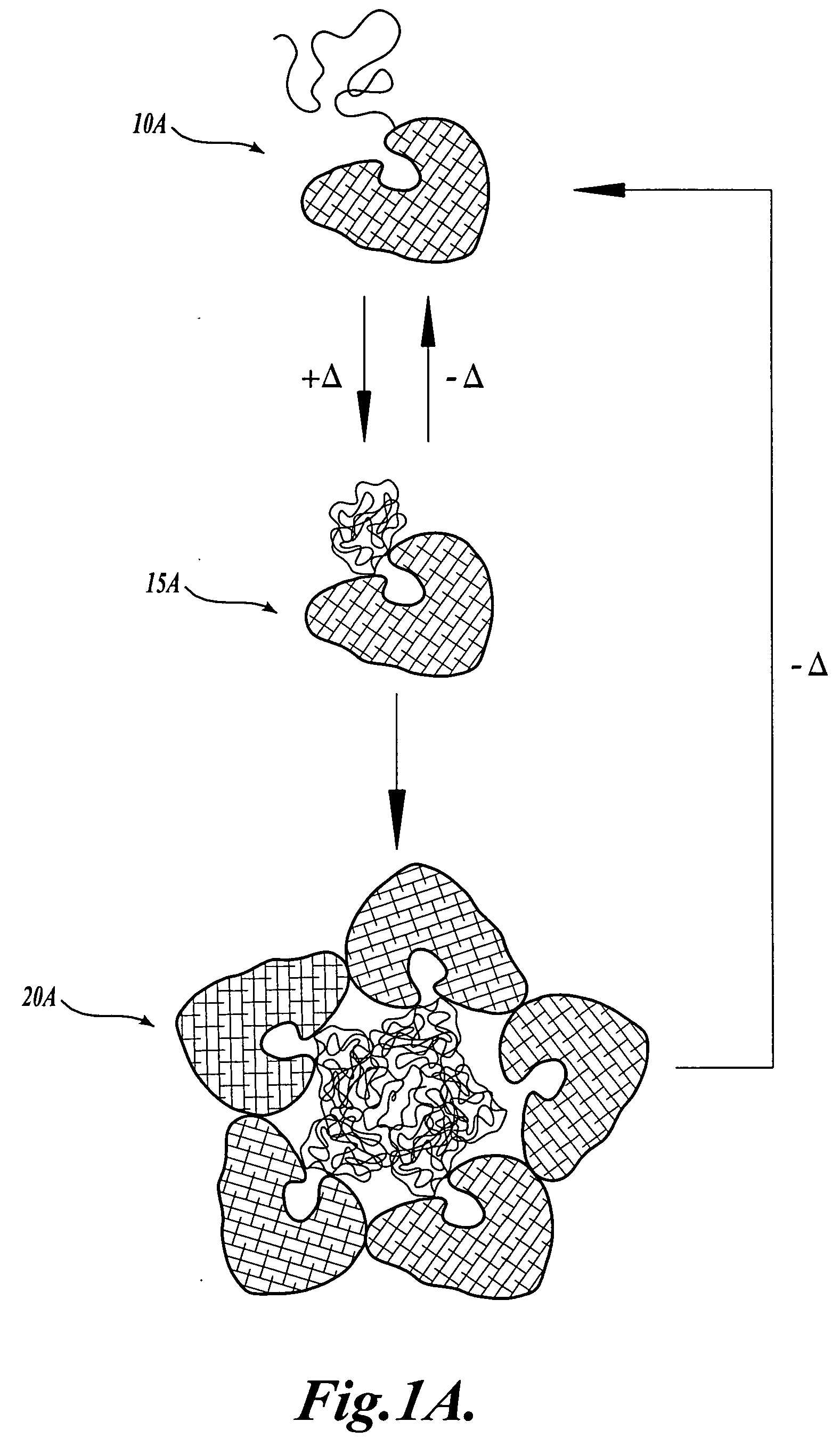 Stimuli-responsive polymer conjugates and related methods